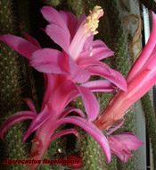 Aporocactus flageliformis 20.02.04