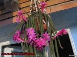 Aporocactus flageliformis 17.03.05