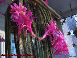 Aporocactus flageliformis 17.03.05