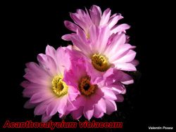 Acantho violaceum