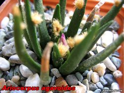 Ariocarpus agavoides 03.011.07