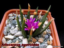 Ariocarpus agavoides 04.11.07