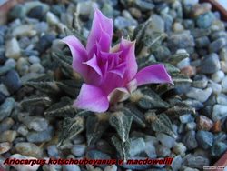 Ariocarpus kotschoubeyanus macdowellii 06.11.05