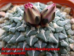 Ariocarpus kotschoubeyanus macdowellii 03.11.07