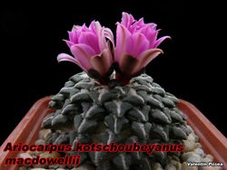 Ariocarpus kotschoubeyanus macdowellii 04.11.07