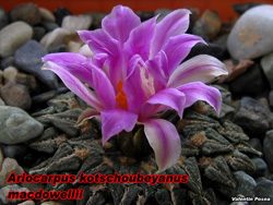 Ariocarpus kotschoubeyanus macdowellii 14.11.07