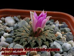 A. kotschoubeyanus macdowelii 04.11.07