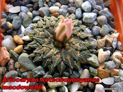 Ariocarpus kotschoubeyanus macdowellii 03.11.07..jpg