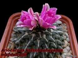Ariocarpus kotschoubeyanus macdowellii 04.11.07