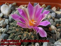 A. kotschoubeyanus macdowelii 04.11.07