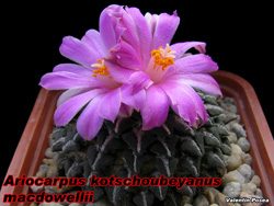 Ariocarpus kotschoubeyanus macdowellii 04.11.07
