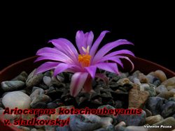 Ariocarpus kotschoubeyanus sladkovski 20.11.07