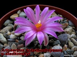 Ariocarpus kotschoubeyanus sladkovski 20.11.07