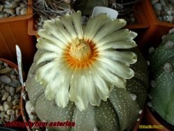 Astrophytum asterias 19.11.04