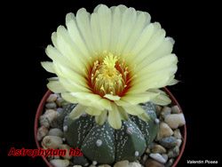 Astrophytum asterias 11.03.08