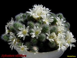 Aylostera albiflora
