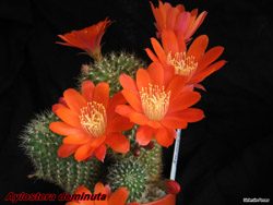 Aylostera deminuta
