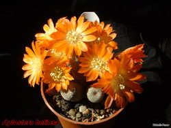 Aylostera heliosa 02.05.04