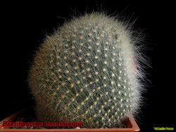 Brasilicactus haselbergii 14.03.06.jpg