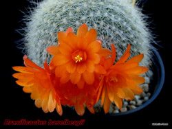 Brasilicactus haselbergii 28.02.04