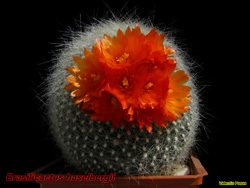 Brasilicactus haselbergii 02.04.06
