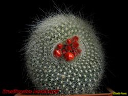 Brasilicactus haselbergii boboci 14.03.06.jpg