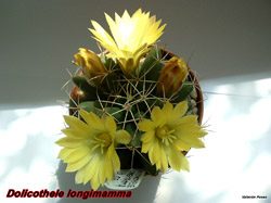 Dolichothele longimamma 05.05.04