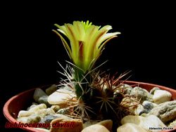 Echinocereus davisii 17.04.05