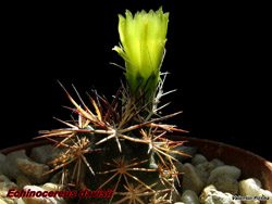 Echinocereus davisii 01.05.05