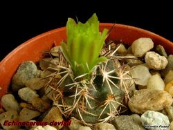Echinocereus davisii 27.04.05