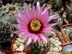 Echinocereus fitchii