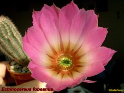 Echinocereus fobeanus 24.04.04