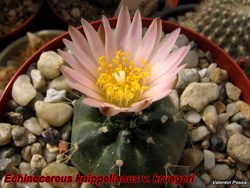 Echinocereus knippellianus 22.04.07