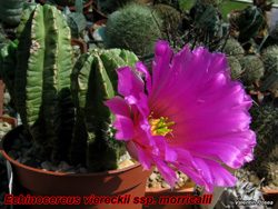 Echinocereus morricalii 28.04.07