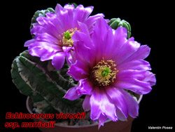 E morricalii