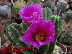E morricalii