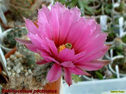 Echinocereus pectinatus 18.04.04