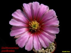 Echinocereus pectinatus 22.04.06