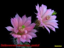 Echinocereus schheri gentryi 01.05.06