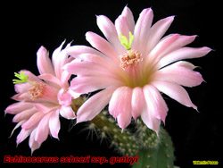 Echinocereus scheeri gentryi 03.05.06