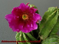 Echinocereus moricallii 15.04.07
