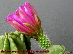 Echinocereus viereckii morricalii 15.04.05