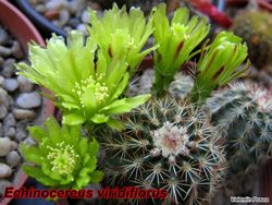 Echinocereus viridiflorus 13.05.07