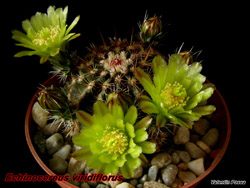 Echinocereus viridiflorus