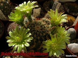 Echinocereus viridiflorus 13.05.07