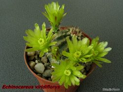 E. viridiflorus