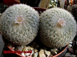 Epithelantha bokei 08.03.08