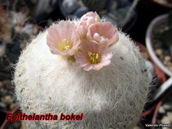 Epithelantha bokey SB 416 25.04.08