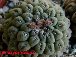 Mammillaria hernandezii 08.01.06