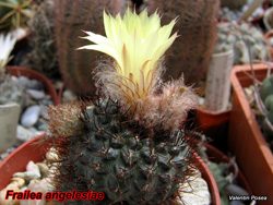 Frailea angelesiae 12.04.08
